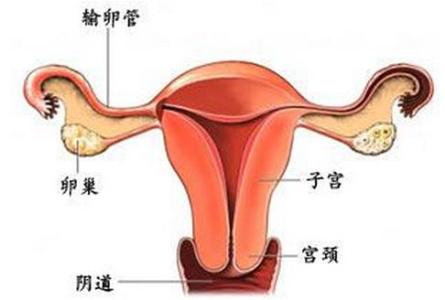 大姨妈是怎么来的视频,大姨妈是怎么来的图片