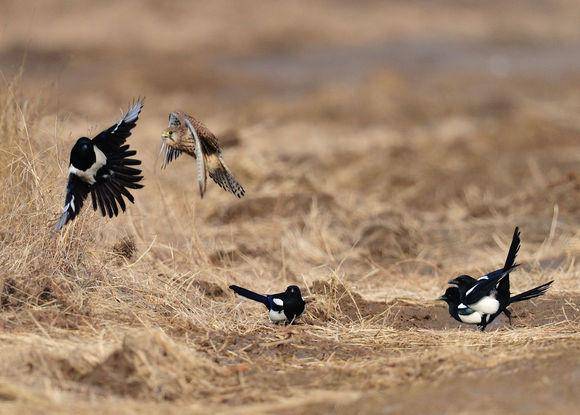 追兔捉鹰,撵兔子逮鹰的话