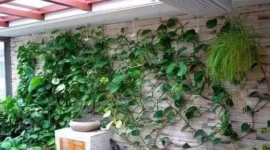 谁说绿萝知识浇浇水？很多人都养错了，绿萝应该这么养