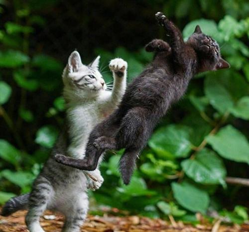 买猫养猫大概要花多少钱,买猫一时爽养猫火葬场