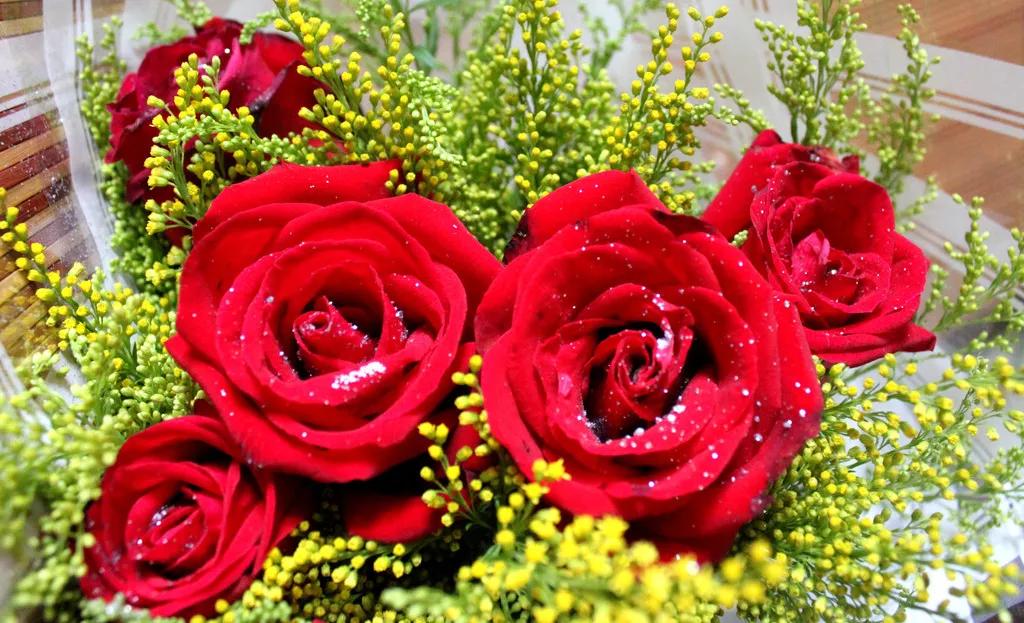 玫瑰和月季功效的区别,玫瑰和月季花托的区别图解