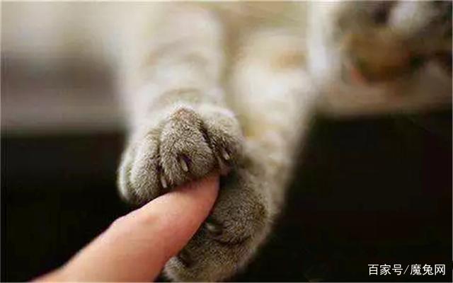 被猫抓了后发烧了怎么办,被宠物猫咬出血了要打狂犬疫苗吗