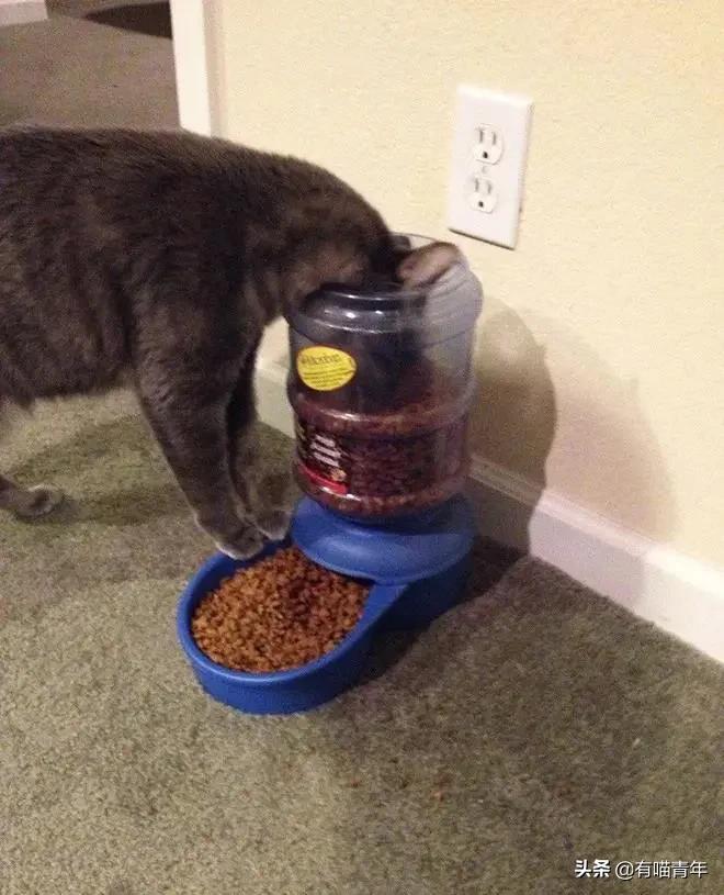 医生说我家猫很有性格,医生说我的猫有点傻