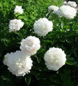 杨妃出浴是牡丹还是芍药,杨妃出浴芍药品种是进口品种吗