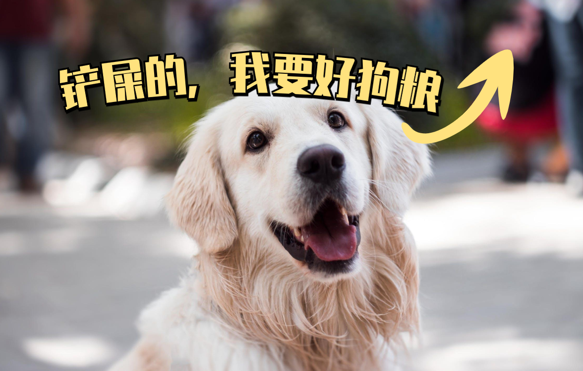 新手便宜好养活的狗有几种,十种便宜好养的小型宠物狗