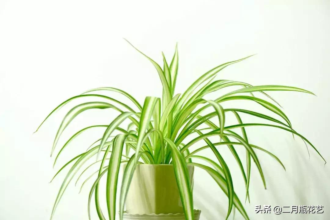 发财树死了吊兰长得挺好,绿萝发财树救活方法