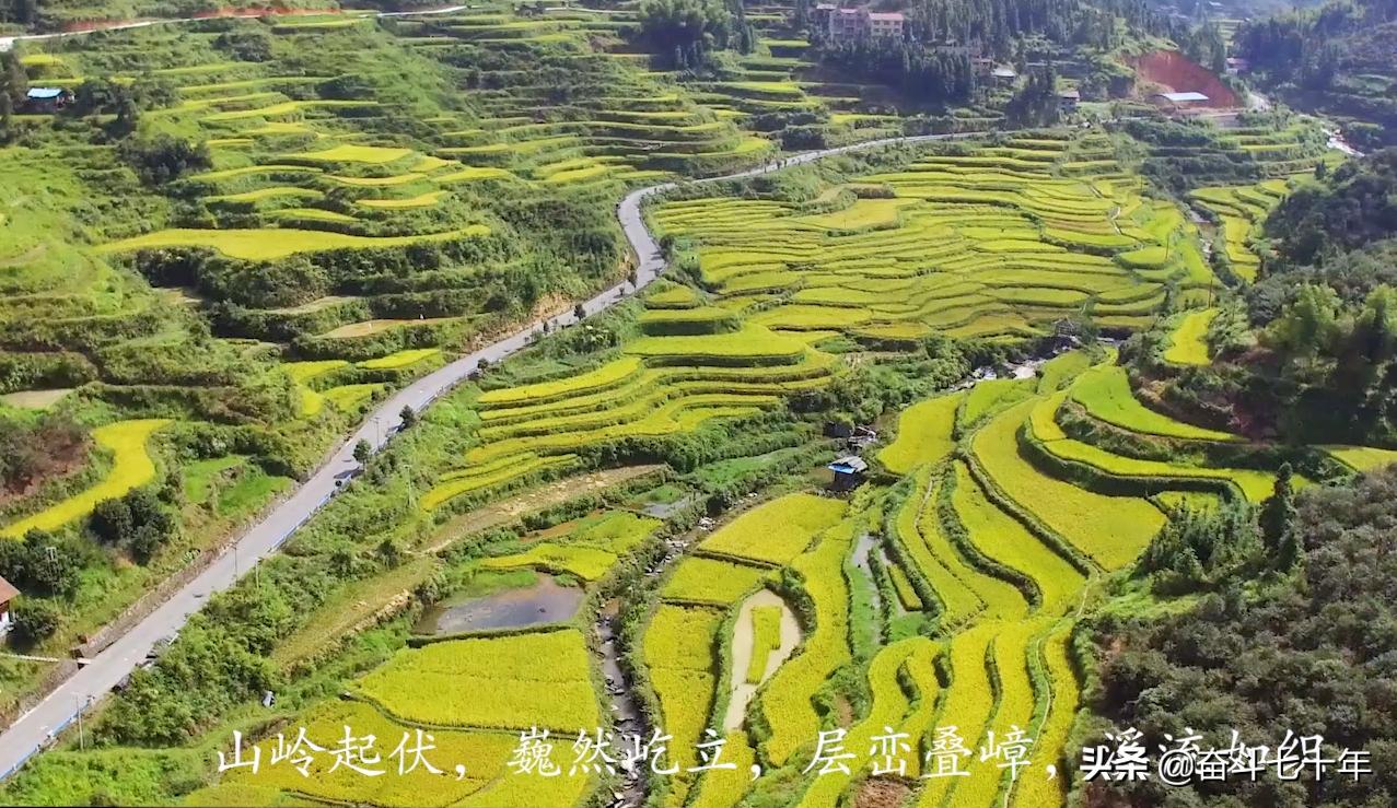 东方神润橄榄油,山茶油是东方橄榄油吗