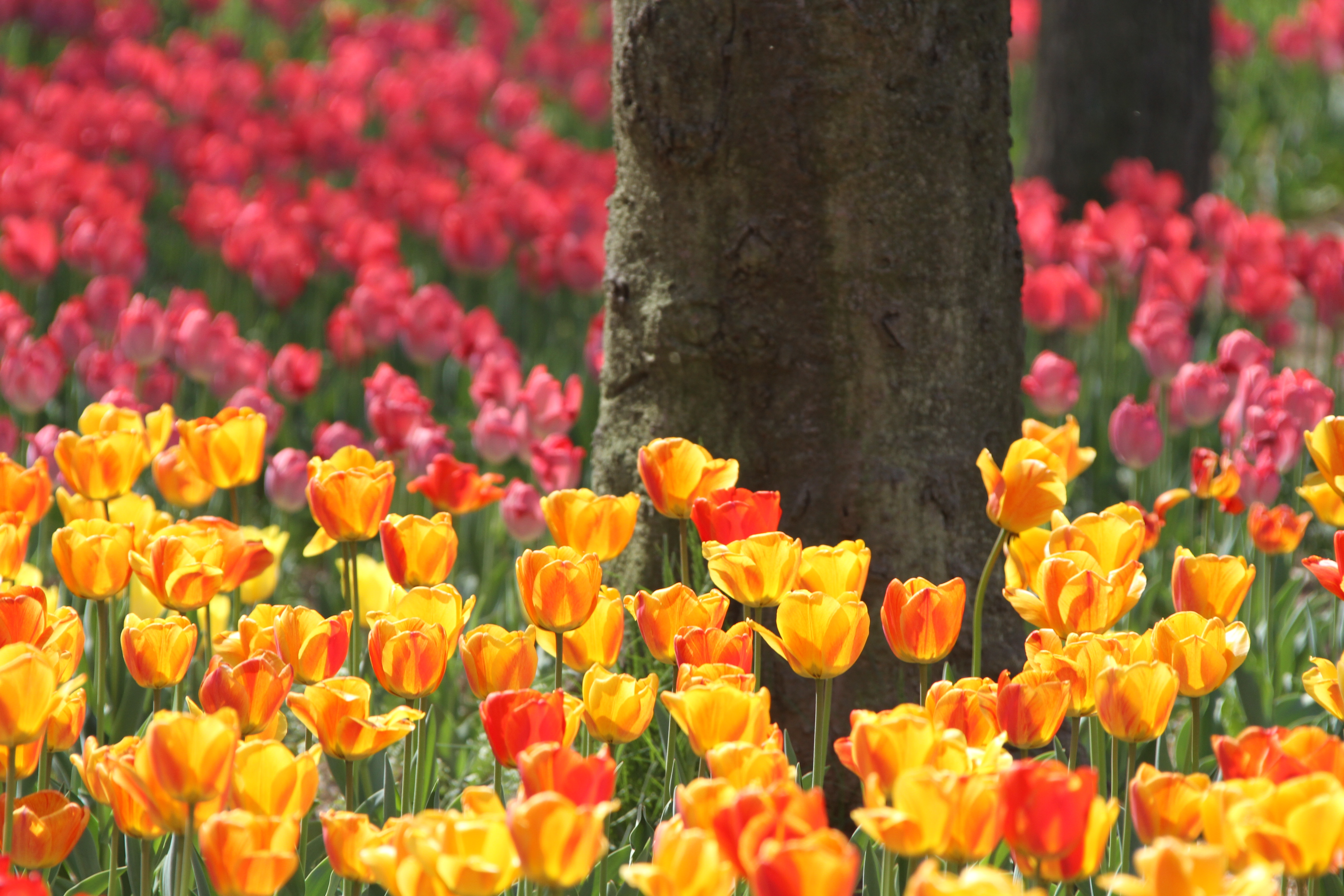 荷兰郁金香花风景图片,荷兰花海的郁金香真漂亮
