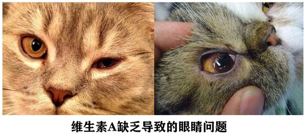 每天给猫吃会惯坏吗,每天给猫咪吃很多猫草会怎么样
