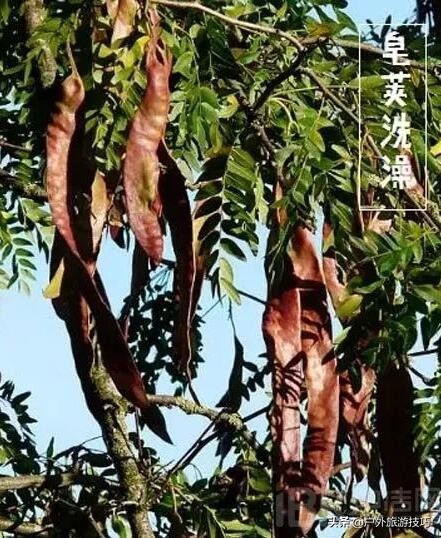 草木灰直接与油脂混合能做肥皂吗,猪油加草木灰制肥皂为什么加贝壳