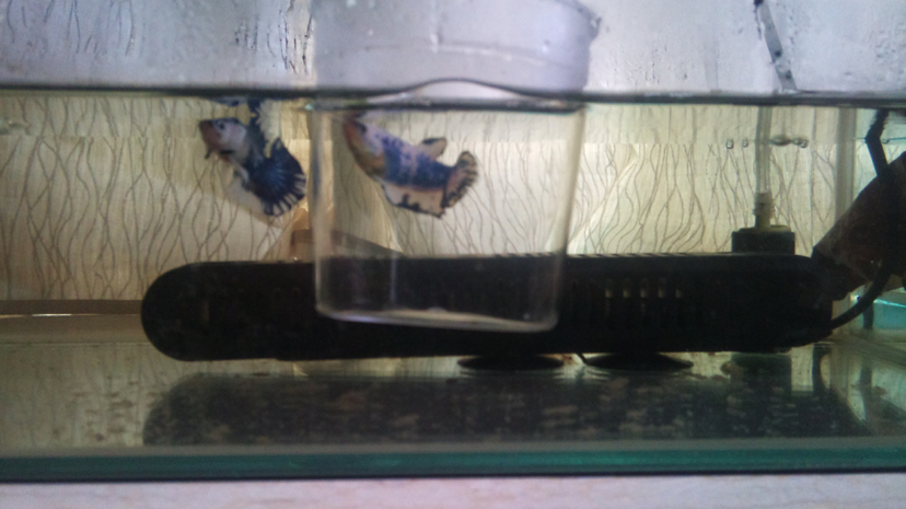 鍥芥枟绻佹畺娉版枟,娉版枟鍏瘝绻佹畺