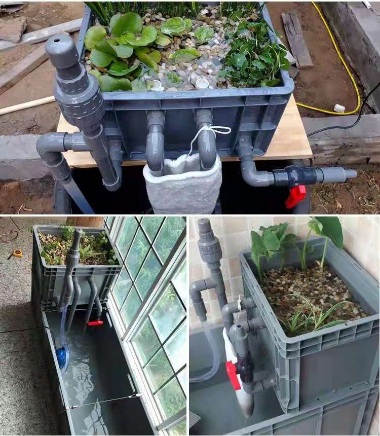 鱼缸不换水直接放硝化细菌可以吗,鱼缸加入硝化细菌需要天天换水吗