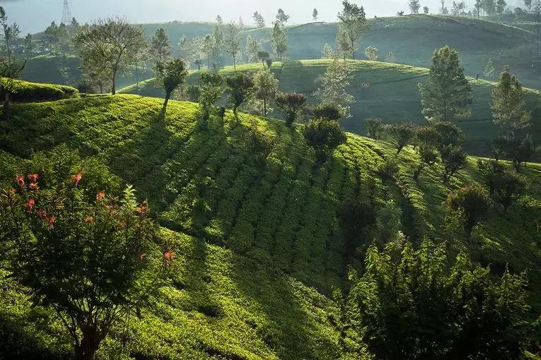 罗兰夏朵酒店,斯里兰卡罗兰夏朵
