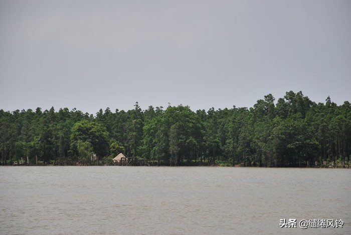 珠海竹洲水松林,意外发现的珠中江“SB”界碑,究竟作何解释?