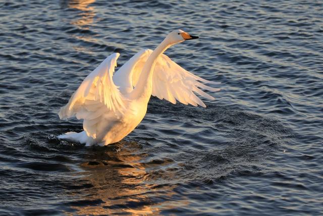 从宿州出发与天鹅相约