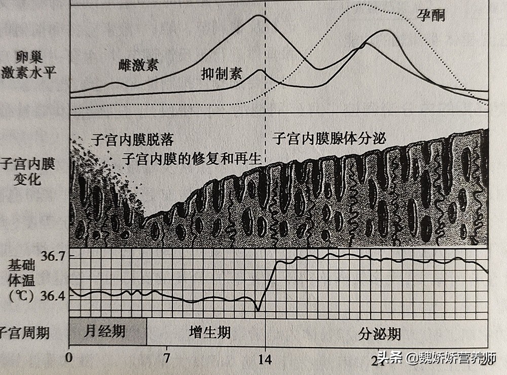 减肥遇到例假,例假前期饿但是在减肥怎么办