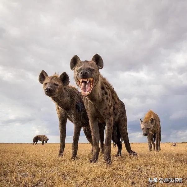 人碰上鬣狗怎么办,人碰到鬣狗怎么办
