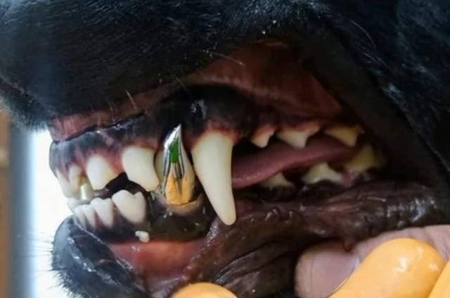 狗狗牙齿磨损,狗狗牙齿损坏会恢复么