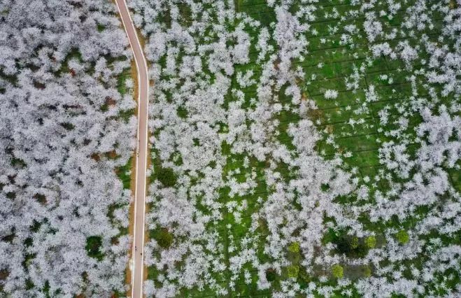 世界最大的樱花园,世界最大的樱花园在贵州吗