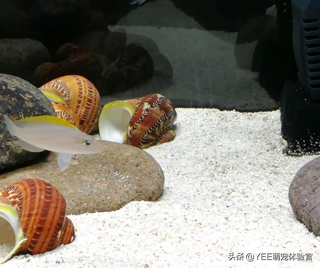 三湖慈鲷原生环境,坦湖最好看的慈鲷