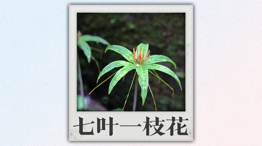 中医救人不救病怎么办呢,中医药救人