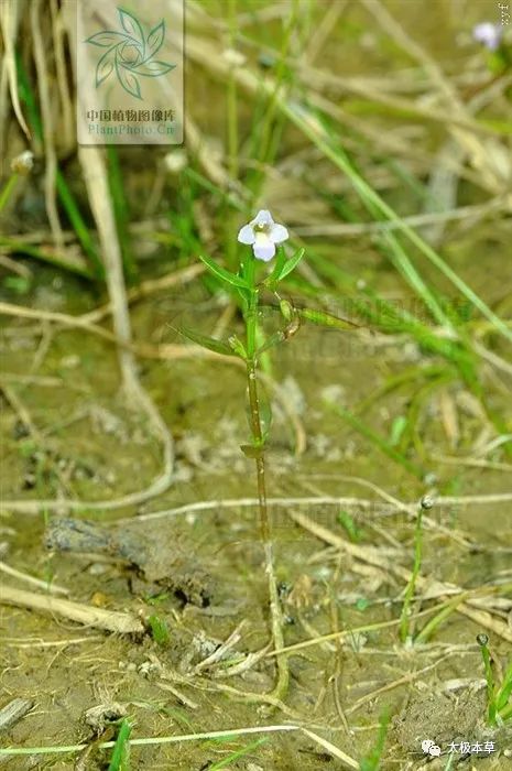 蛇舌草枳壳鸡内金,蛇舌草可治哪些病