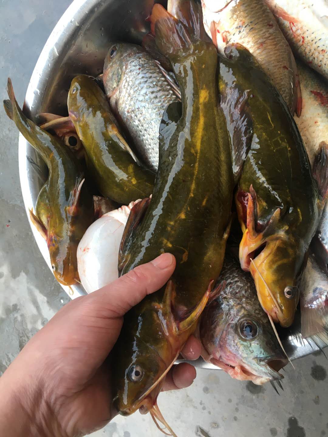 蚯蚓哪种挂法中鱼率高,蚯蚓挂饵调漂