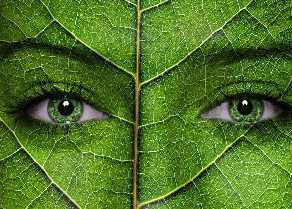 植物的能量和疗愈,植物的灵性和疗愈的力量