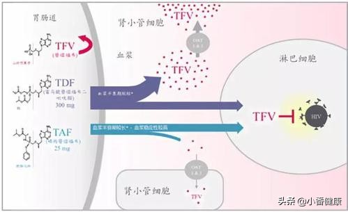 乙肝新药taf治愈乙肝的概率,乙肝治疗药物tdf