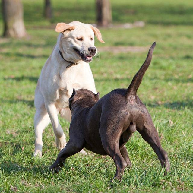 狗狗尾巴的不同姿态,分别代表不同的含义,你知道几个?