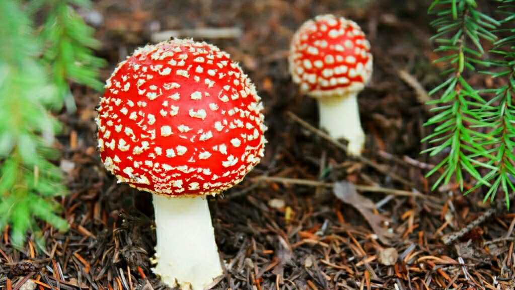 蘑菇的养殖技术视频播放,蘑菇养殖技术全过程