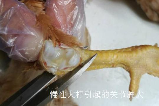 预防大肠杆菌最有效的方法,大肠杆菌病如何诊断