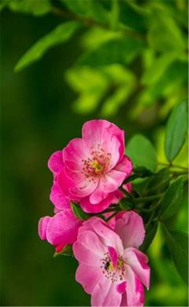 缓解眼睛疲劳壁纸颜色,缓解眼睛疲劳的壁纸高清