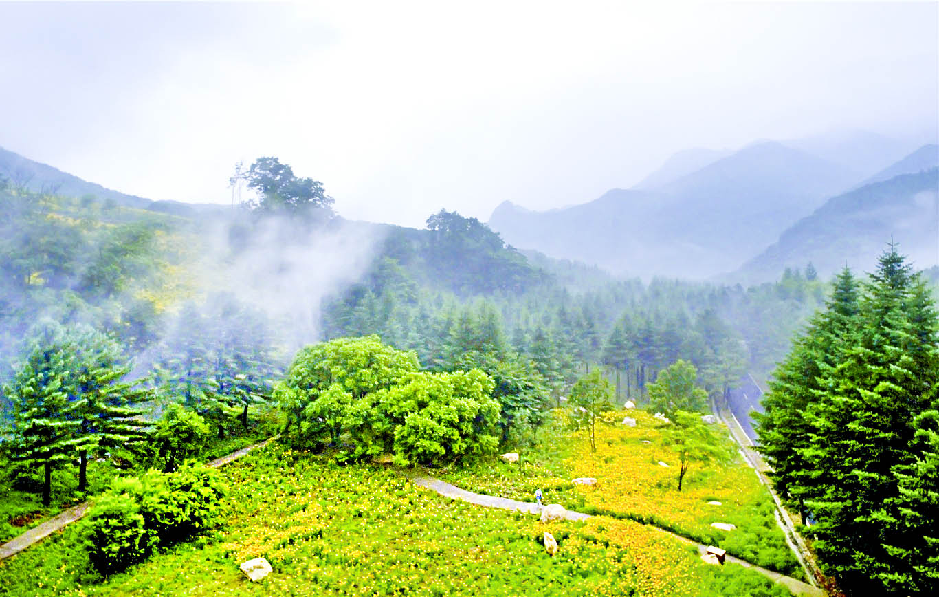 野菊花漫山遍野都是金黄色,黄金菊哪个地方最正宗