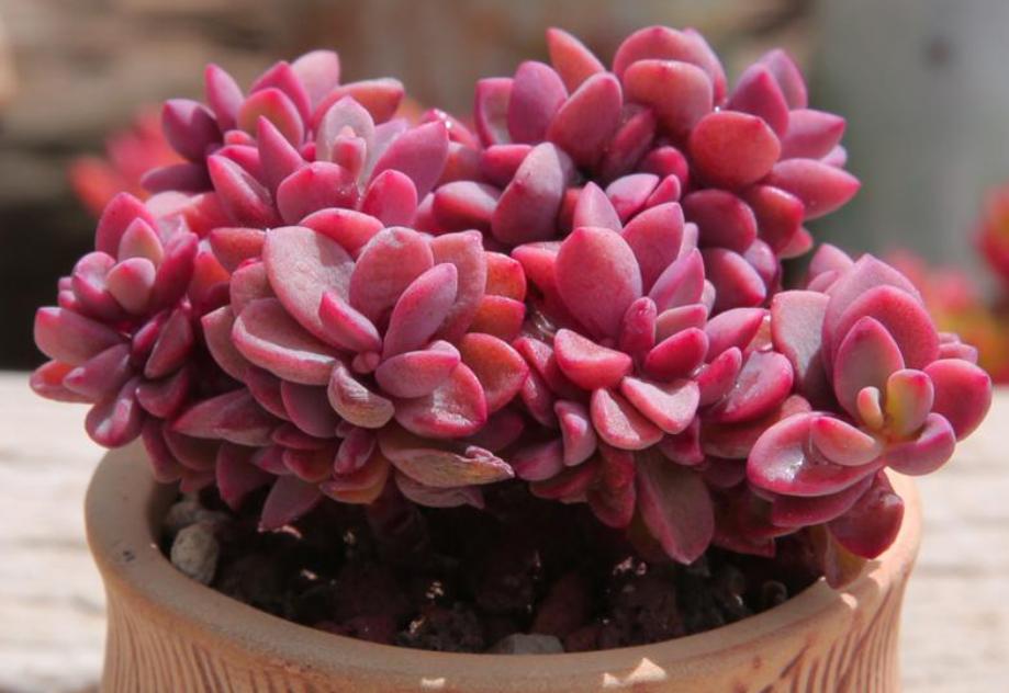 包菜多肉品种哪种最容易上色,什么多肉阳台养容易上色