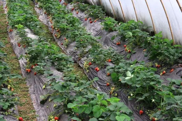 硕丰481芸苔素对草莓的防冻害效果,草莓叶子被冻害怎么办