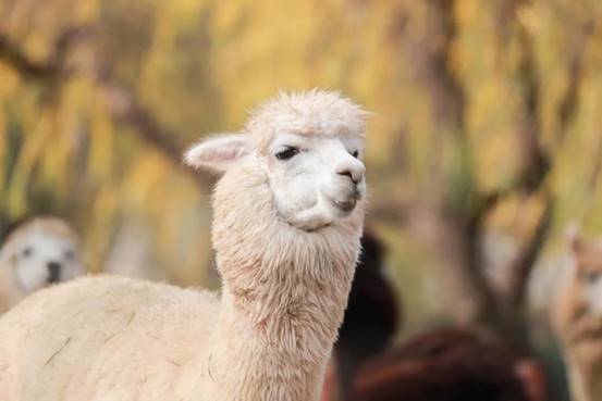 驼羊和羊驼我们不一样,驼羊和羊驼的区别视频