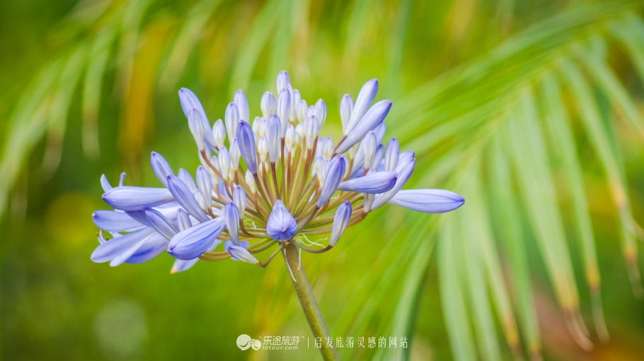 留学美国：加州大学洛杉矶分校UCLA