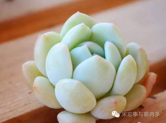 多肉月影系有哪些品种,月影系多肉品种大全