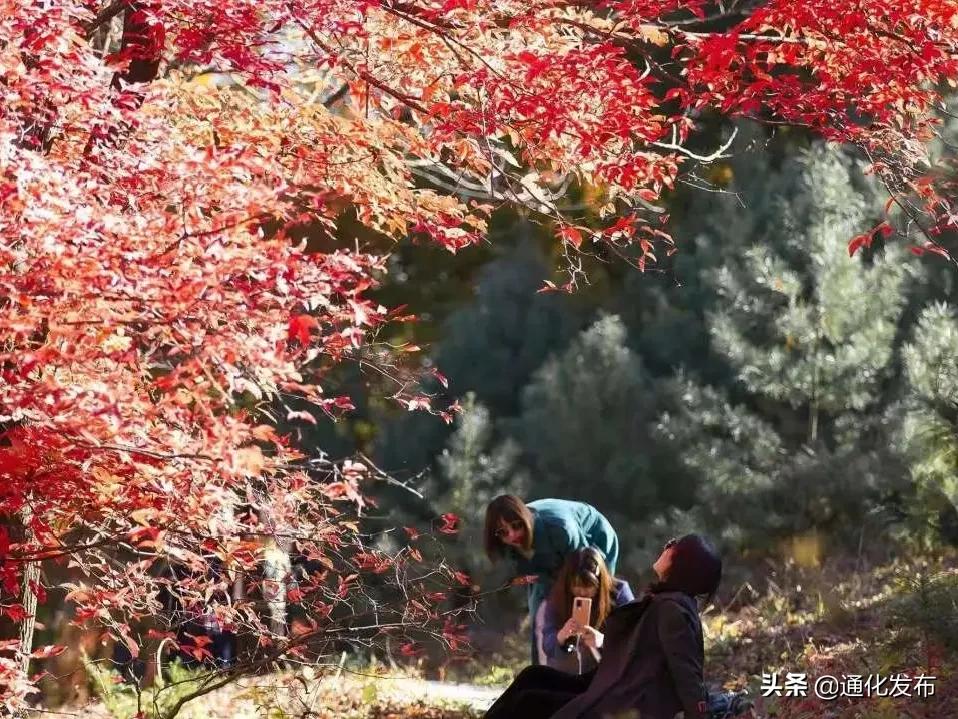 枫姿正好共赴一场云岭之约