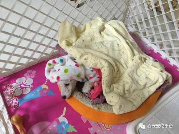 小狗细小胰腺炎,狗狗细小加胰腺炎在家怎么治