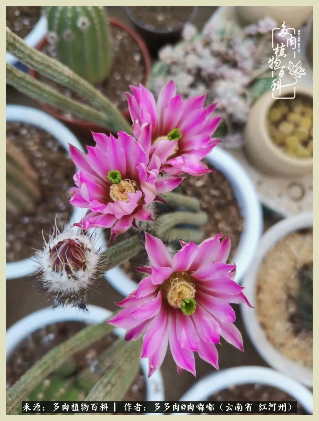 这个春天我们一起去赏花,这个季节我们一起去看花