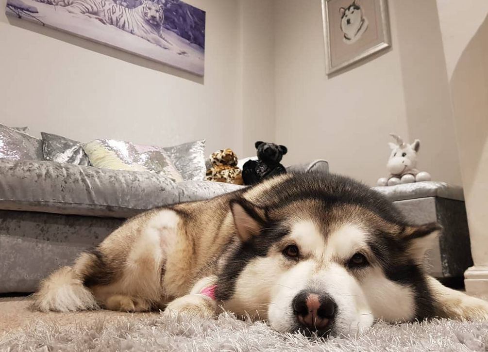 胆小的狗怎样让狗狗更自信胆大,狗狗胆小不出门还凶人怎么纠正