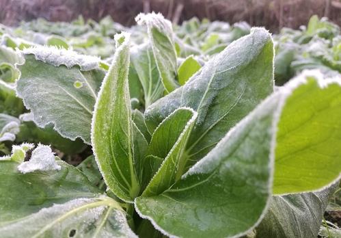 腊梅花和梅花百科知识,冬天开花的植物腊梅有哪些
