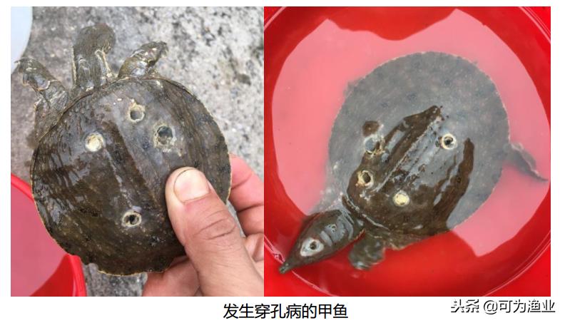 预防甲鱼穿孔病最佳方法,混养塘甲鱼怎么钓