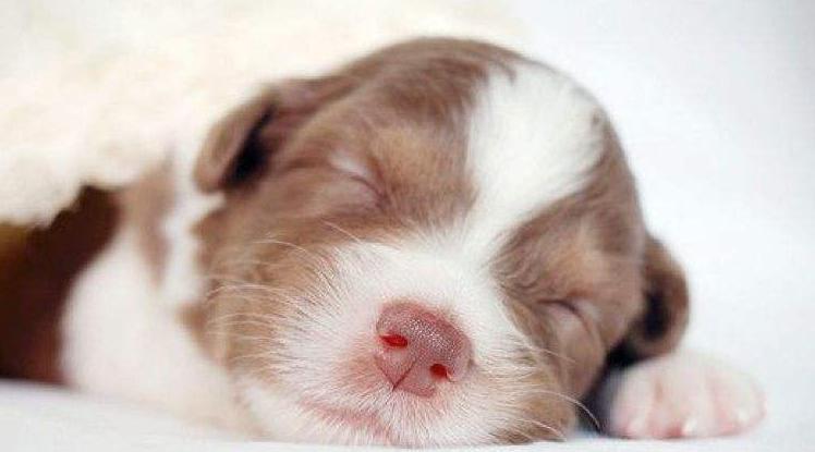 狗狗在家拉肚子怎么办,狗狗拉肚子怎么判断