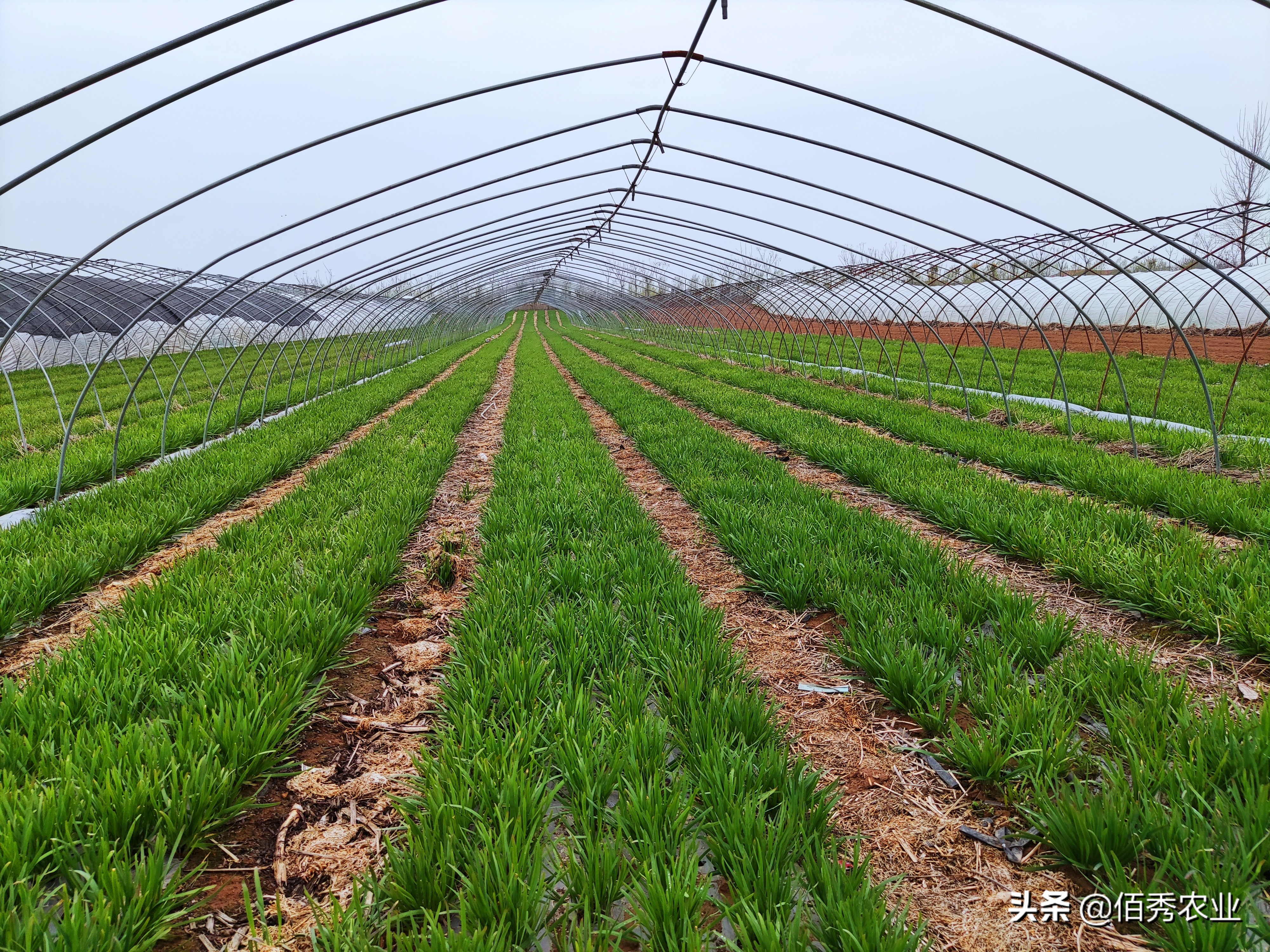 为什么韭菜要打这么多农药,韭菜用杀菌剂好吗视频