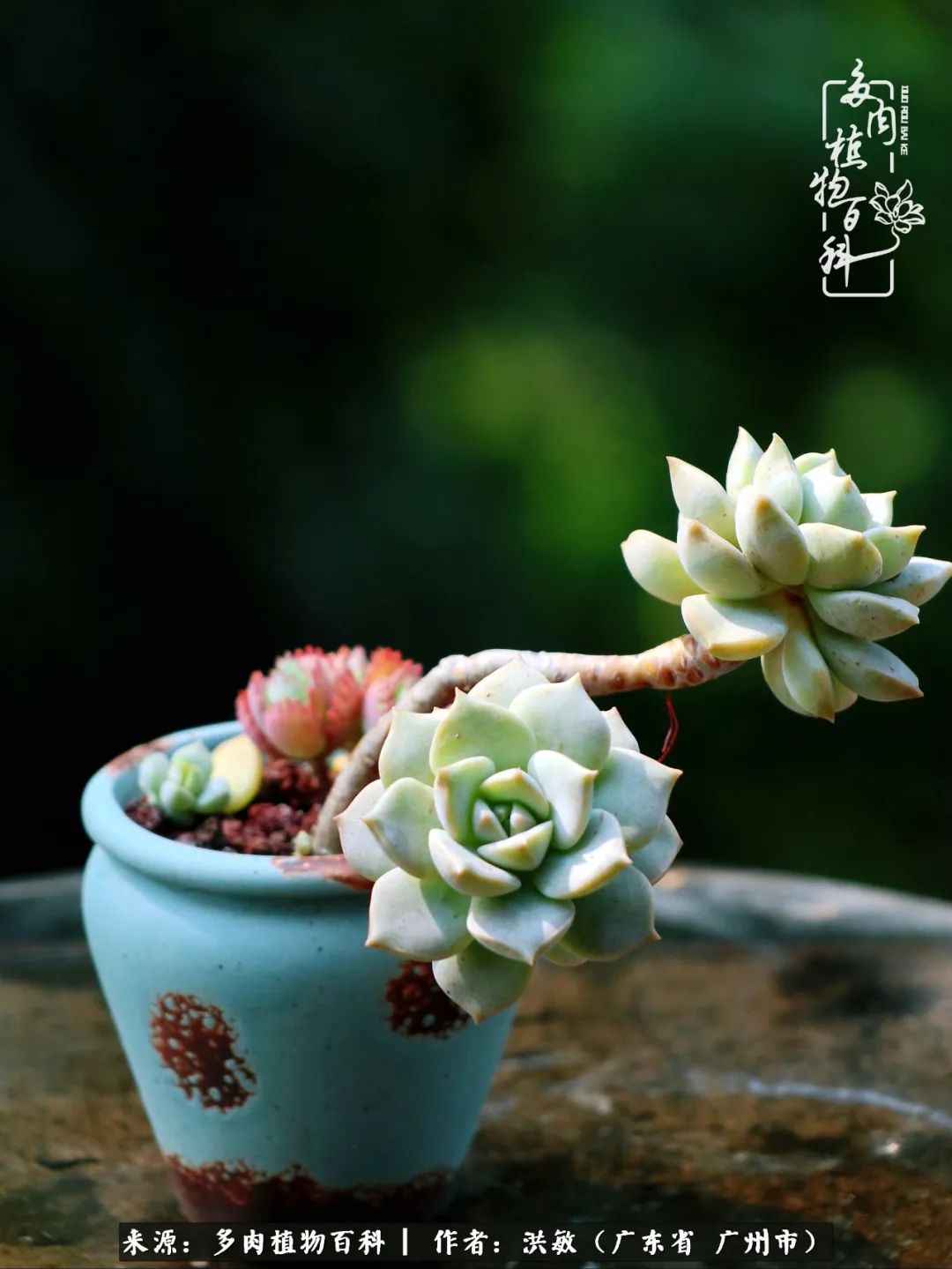 细品广州暴雨后，盛夏来临前的法师