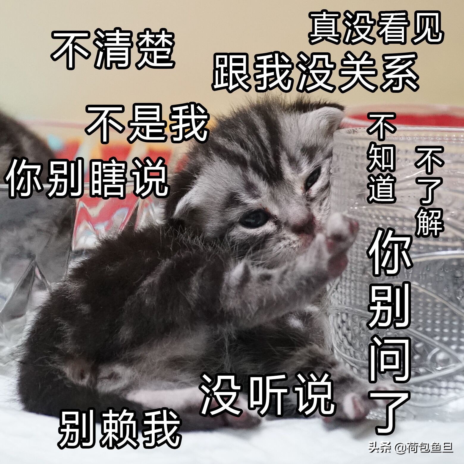 如何让猫咪知道铲屎官生气了,猫咪生气该怎么办