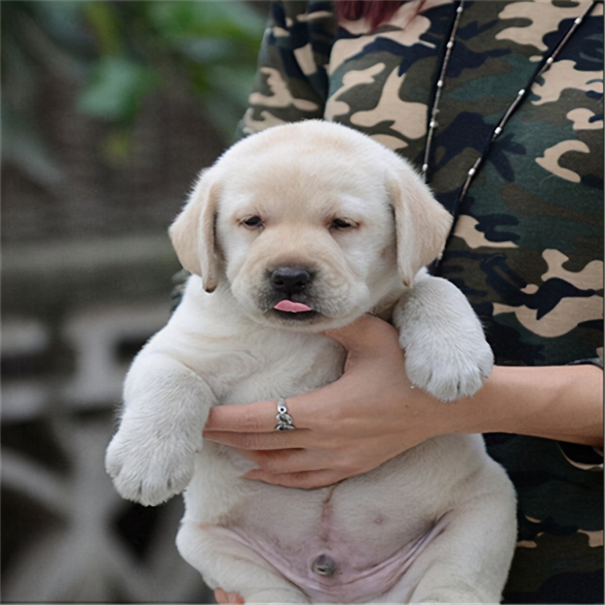 选家狗的正确方法和技巧,懂行的人怎么选狗